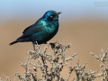 Rotschulter-Glanzstar, Red-shouldered Glossy Starling, Lamprotornis nitens