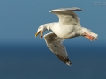 Silbermöwe, Herring Gull, Larus argentatus
