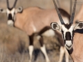 Spießbock, Gemsbok, Oryx gazella