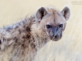 Tüpfelhyäne, Spotted Hyena, Crocuta crocuta