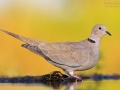 Türkentaube, Collared Dove, Streptopelia decaocto