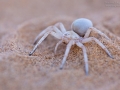 White Lady Spider, Dancing White Lady, Leucorchestris arenicola