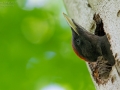 Schwarzspecht, Black Woodpecker, Dryocopus martius