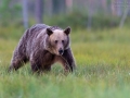Europäischer Braunbär, Eurasian brown bear, Ursus arctos arctos