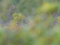 Neuntöter, Red-backed Shrike, Lanius collurio
