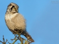 Sperbereule, Northern Hawk Owl, Surnia ulula