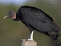 Rabengeier, American Black Vulture, Black Vulture, Coragyps atratus