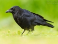 Rabenkrähe, Carrion Crow, Corvus corone corone