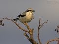 Raubwürger, Great Grey Shrike, Northern Shrike, Lanius excubitor, Pie-grièche grise, Alcaudón Norteño