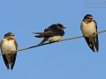 Rauchschwalbe, Barn Swallow, Hirundo rustica