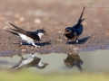 Rauchschwalbe, Barn Swallow, Hirundo rustica