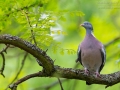 Ringeltaube, Wood pigeon, Columba palumbus,