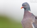 Ringeltaube, Wood pigeon, Columba palumbus,