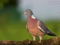 Ringeltaube, Wood pigeon, Woodpigeon, Common Wood Pigeon, Columba palumbus, Pigeon ramier, Paloma Torcaz