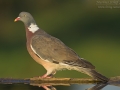 Ringeltaube, Wood pigeon, Woodpigeon, Common Wood Pigeon, Columba palumbus, Pigeon ramier, Paloma Torcaz