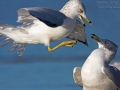Ringschnabelmöwe, Ring-billed Gull, Larus delawarensis, Goéland à bec cerclé, Gaviota de Delaware