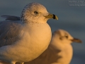 Ringschnabelmöwe, Ring-billed Gull, Larus delawarensis, Goéland à bec cerclé, Gaviota de Delaware