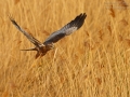 Rohrweihe, Western Marsh Harrier, Marsh Harrier, Eurasian Marsh Harrier, Western Marsh-Harrier, Circus aeruginosus, Busard des roseaux, Aguilucho Lagunero Occidental