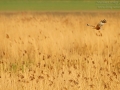 Rohrweihe, Western Marsh Harrier, Marsh Harrier, Eurasian Marsh Harrier, Western Marsh-Harrier, Circus aeruginosus, Busard des roseaux, Aguilucho Lagunero Occidental