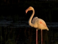 Rosaflamingo, Greater Flamingo, Phoenicopterus ruber, Phoenicopterus roseus, Flamant rose, Flamenco Común