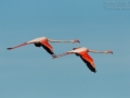 Rosaflamingo, Greater Flamingo, Phoenicopterus ruber, Phoenicopterus roseus, Flamant rose, Flamenco Común