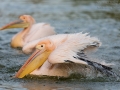 Rosapelikan, White Pelican, Eastern White Pelican, Great White Pelican, Pelecanus onocrotalus, Pélican blanc, Pelícano Común
