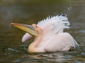 Rosapelikan, White Pelican, Eastern White Pelican, Great White Pelican, Pelecanus onocrotalus, Pélican blanc, Pelícano Común