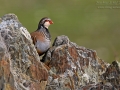Rothuhn, Red-legged Partridge, Alectoris rufa, Perdrix rouge, Perdiz Roja