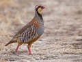 Rothuhn, Red-legged Partridge, Alectoris rufa, Perdrix rouge, Perdiz Roja