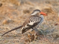 Rotschnabeltoko, Red-billed Hornbill, Tockus erythrorhynchus