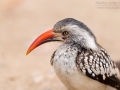 Rotschnabeltoko, Red-billed Hornbill, Tockus erythrorhynchus