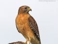 Rotschulterbussard, Red-shouldered Hawk, Buteo lineatus