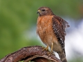 Rotschulterbussard, Red-shouldered Hawk, Buteo lineatus