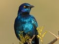 Rotschulter-Glanzstar, Red-shouldered Glossy Starling, Red-shouldered Glossy-Starling, Lamprotornis nitens