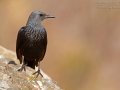 Rotschwingenstar, African Red-winged Starling, Red-winged Starling, Onychognathus morio