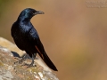 Rotschwingenstar, African Red-winged Starling, Red-winged Starling, Onychognathus morio