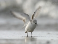 Sanderling, Sanderling, Calidris alba, Bécasseau sanderling, Correlimos Tridáctilo
