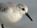 Sanderling, Sanderling, Calidris alba, Bécasseau sanderling, Correlimos Tridáctilo