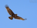 Schelladler, Greater Spotted Eagle, Spotted Eagle, Aquila clanga, Aigle criard, Águila Moteada