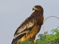 Schelladler, Greater Spotted Eagle, Spotted Eagle, Aquila clanga, Aigle criard, Águila Moteada