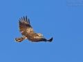 Schlangenadler, Short-toed Eagle, Short-toed Snake-Eagle, Circaetus gallicus, Circaète Jean-le-Blanc, Culebrera Europea