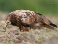 Schmutzgeier, Egyptian Vulture, Neophron percnopterus, Vautour percnoptère, Percnoptère d'Égypte, Alimoche Común