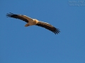 Schmutzgeier, Egyptian Vulture, Neophron percnopterus, Vautour percnoptère, Percnoptère d'Égypte, Alimoche Común