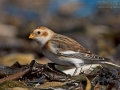 Schneeammer, Snow Bunting, Plectrophenax nivalis, Bruant des neiges, Escribano Nival