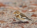 Schneeammer, Snow Bunting, Plectrophenax nivalis, Bruant des neiges, Escribano Nival