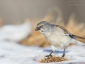 Schneefink, Snowfinch, Montifringilla nivalis