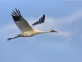 Schreikranich, Whooping Crane, Grus americana