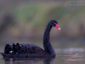 Schwarzschwan, Black Swan, Cygnus atratus
