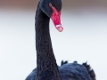 Schwarzschwan, Black Swan, Cygnus atratus