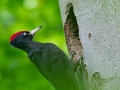 Schwarzspecht, Black Woodpecker, Dryocopus martius